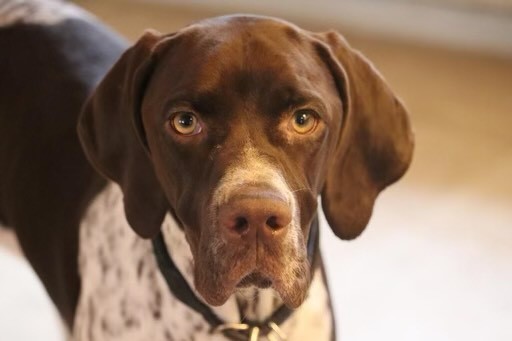 Missing german best sale shorthaired pointer